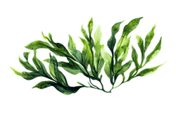 Seaweed decoration