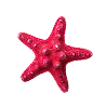 Starfish decoration