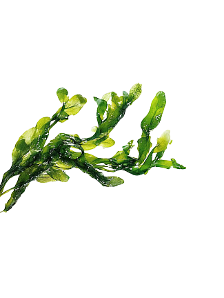 Ocean seaweed decoration